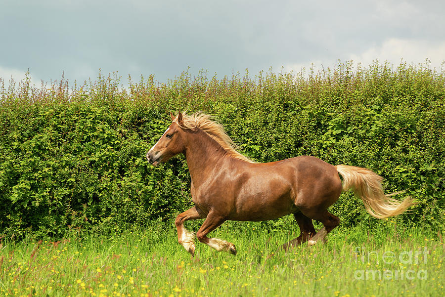Galloping Welsh Cob Stallion Photograph by Andy Davies/science Photo Library