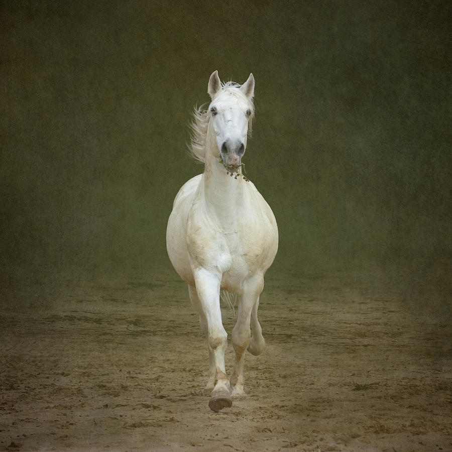 Galloping White Horse Photograph by Christiana Stawski