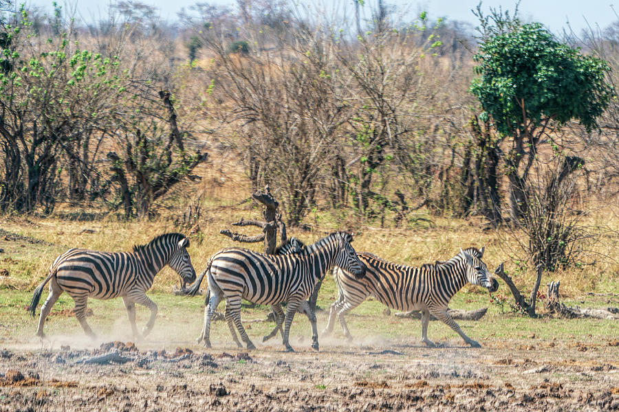 Galloping Zebras Photograph by Betty Eich