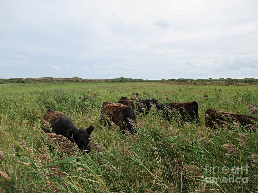 Galloway cows on Texel North Holland Photograph by Chani Demuijlder