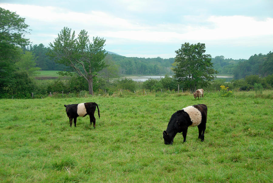 Galloway Or Oreo Cows In  Adermere Photograph by Andrea Sperling