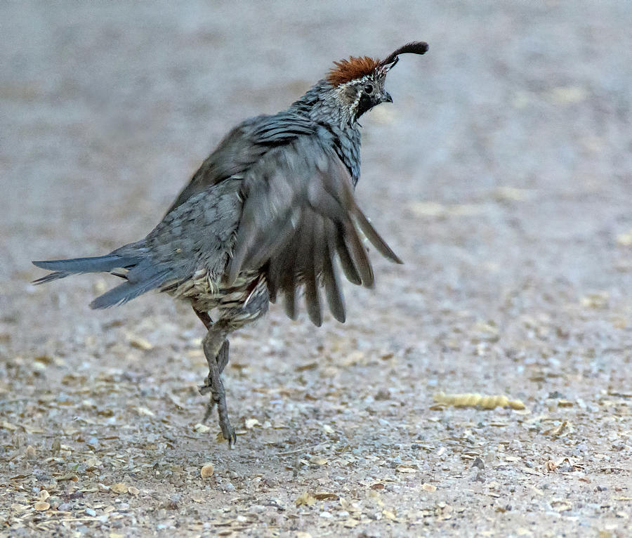 Gambel's Quail 6702-081819 by Tam Ryan Gambel's Quail 6702-081819 by Tam Ryan