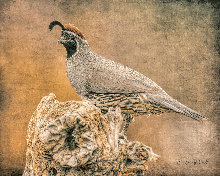 Gambels Quail Digitized  Photograph by Gerry Sibell