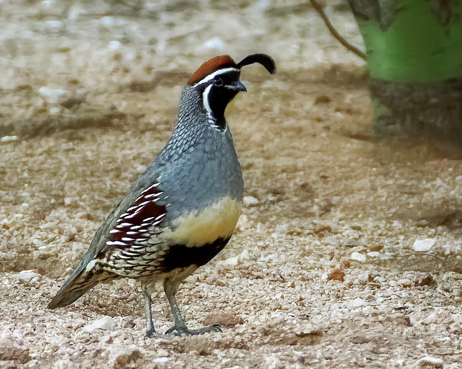 Gambels Quail h1812 Photograph by Mark Myhaver