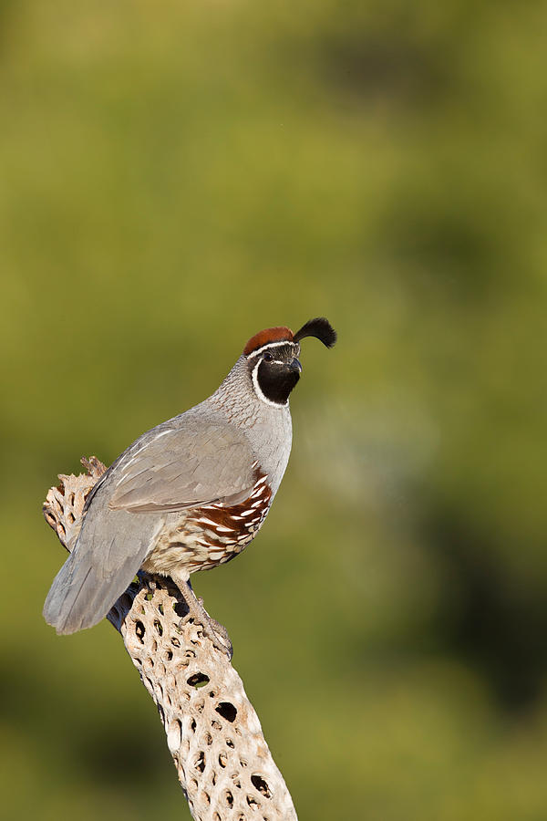 Gambels Quail Male Photograph by James Zipp - Fine Art America