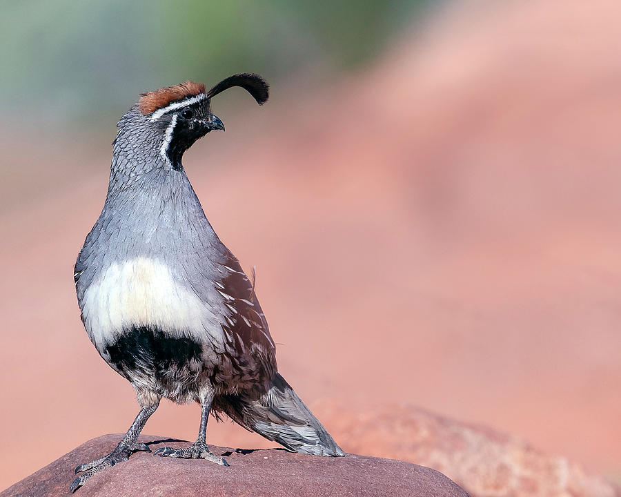 Gambels Quail three by James Sage Gambels Quail three by James Sage