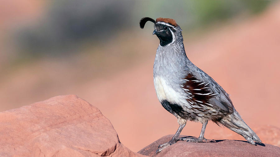 Gambels Quail two by James Sage Gambels Quail two by James Sage