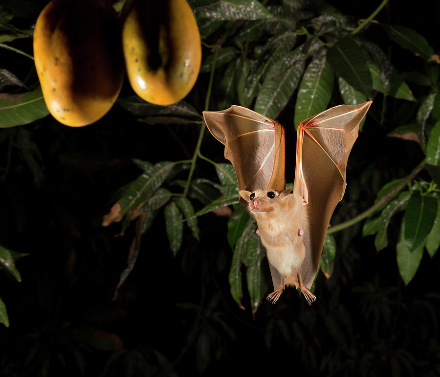 Africa Photograph - Gambian Epauletted Fruit Bat by Ivan Kuzmin Africa Photograph - Gambian Epauletted Fruit Bat by Ivan Kuzmin