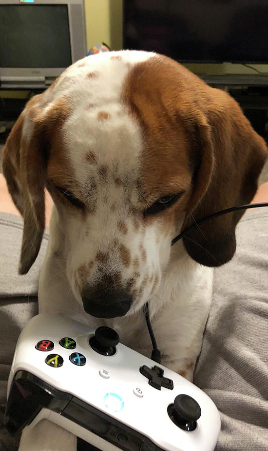 Gaming Dog Photograph by Carl Trowbridge