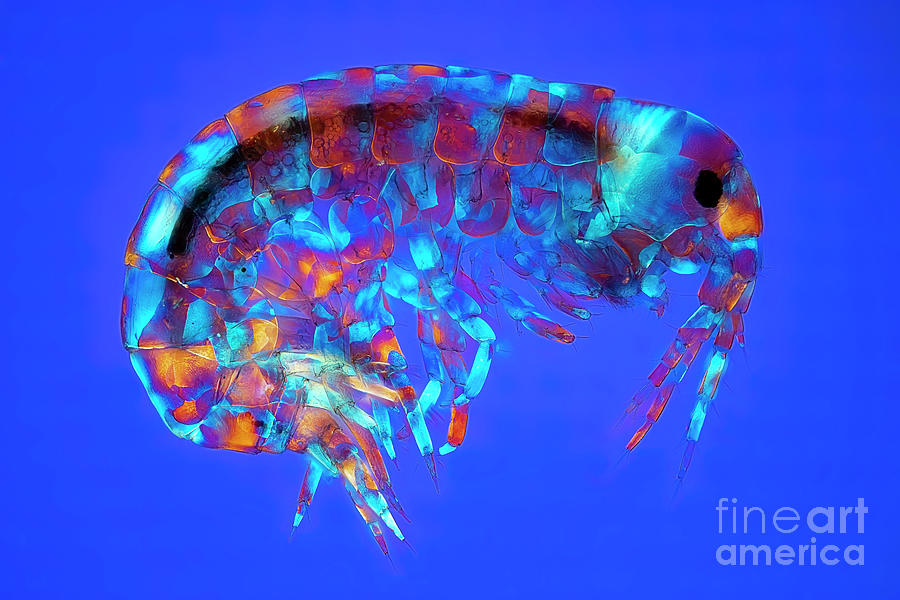 Gammarus Fossarum Amphipod Photograph by Frank Fox/science Photo Library