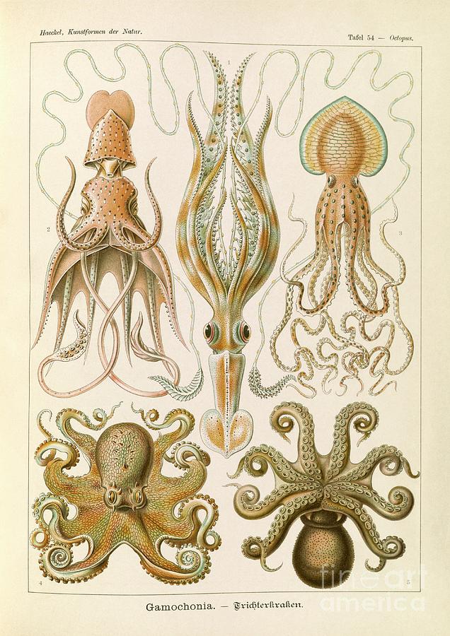 Gamochonia Octopuses Photograph by Library Of Congress/science Photo Library