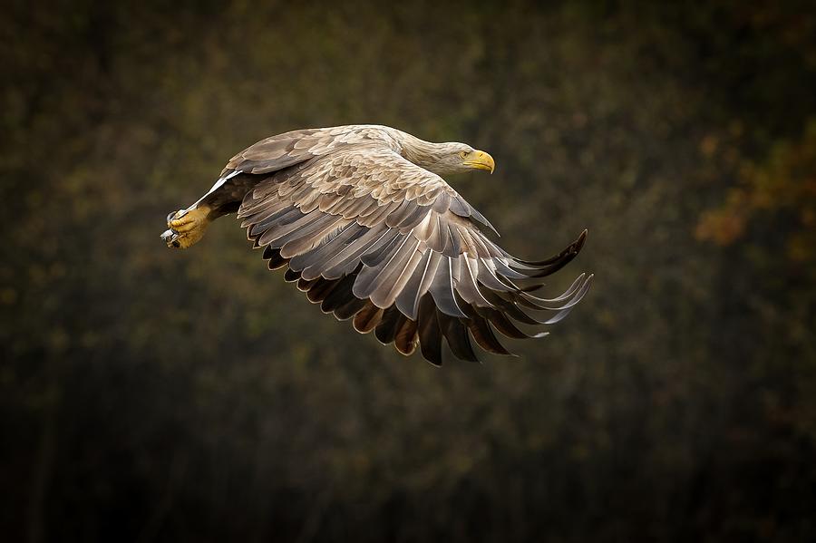 Gandalf Eagle Photograph by Marcel peta