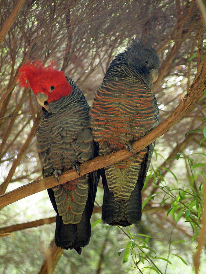 gang gang cockatoo taxonomy