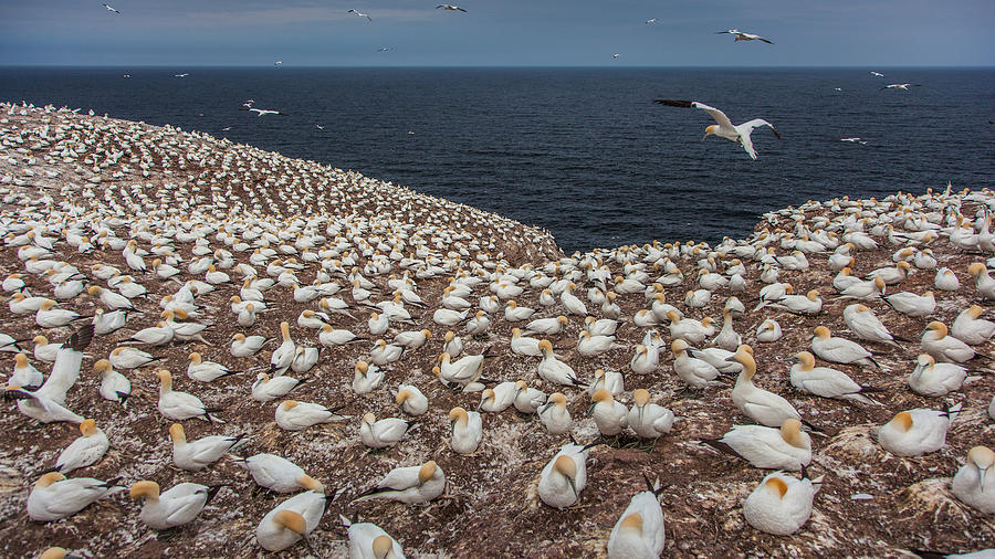Gannets Photograph - Gannet Colony On Bonaventure Island by D. Sarma