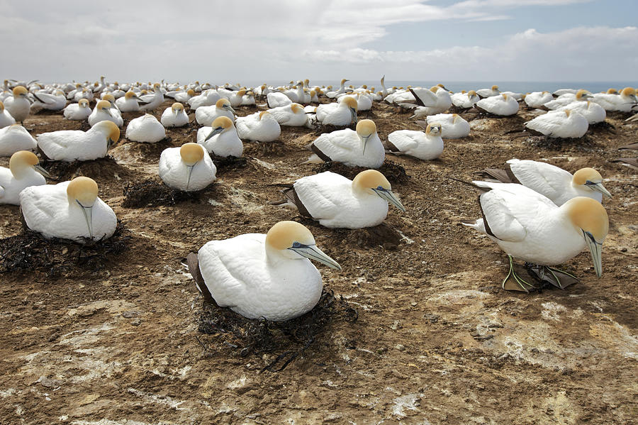 Gannet Colony Photograph by Sven Klerkx
