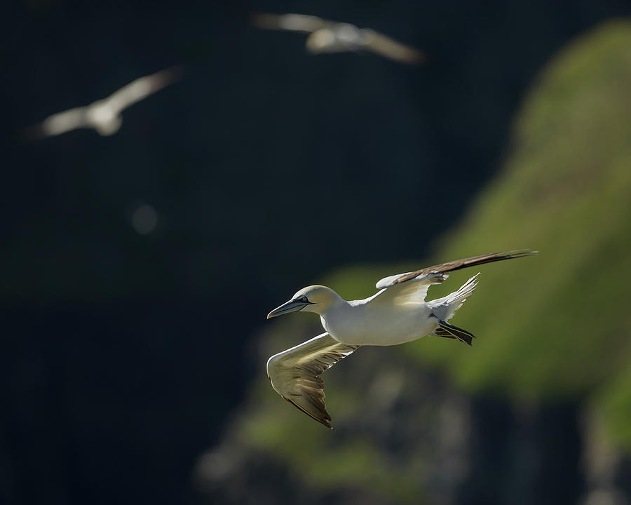 Gannet in flight Photograph by Murray Rudd