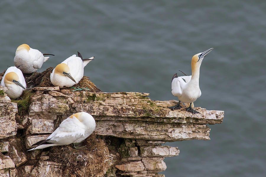 Gannets  Photograph by Chris Smith