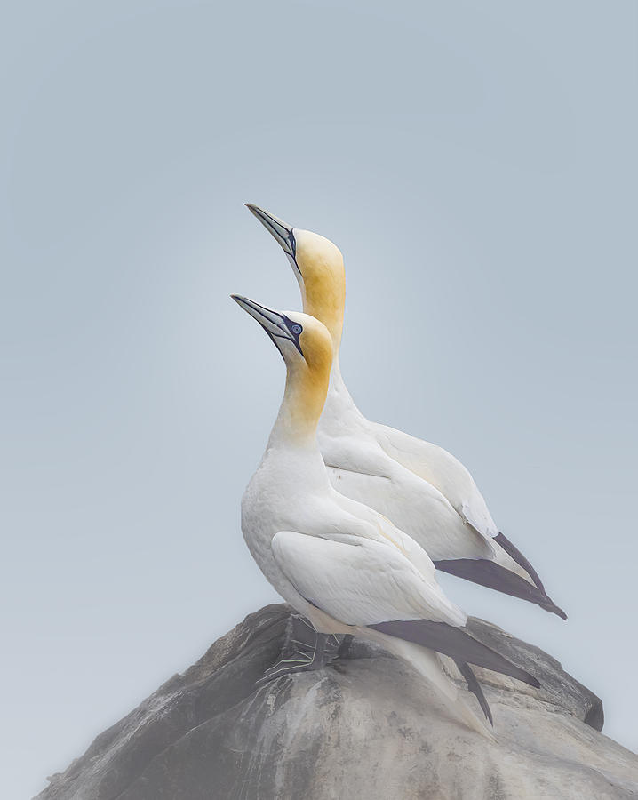 Gannets Couple Photograph by Molly Fu