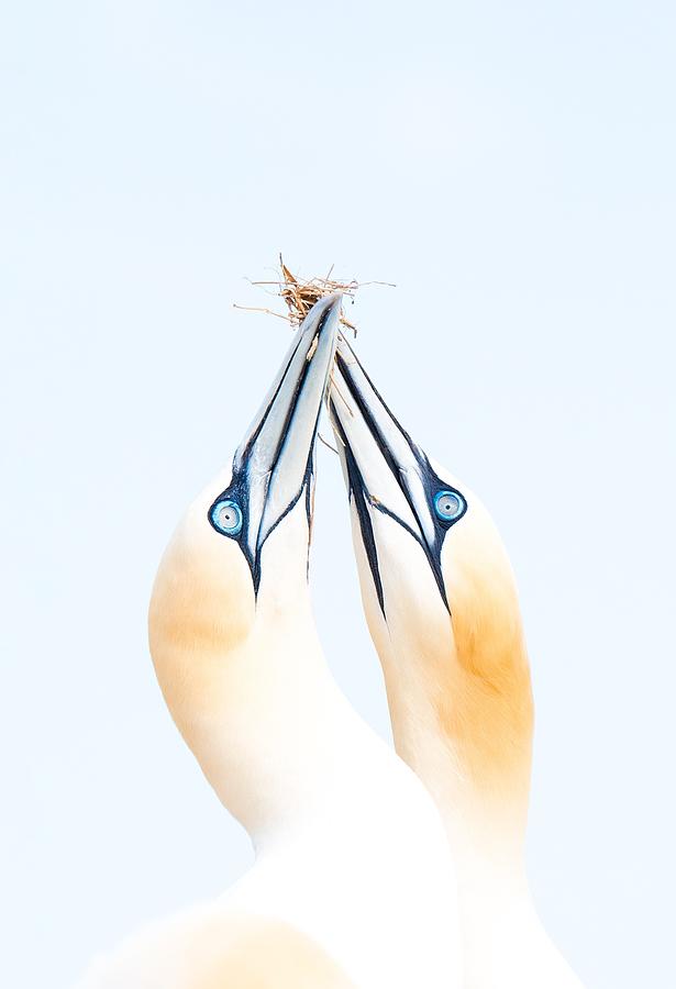 Gannets In Love Photograph by Iigo Jimnez