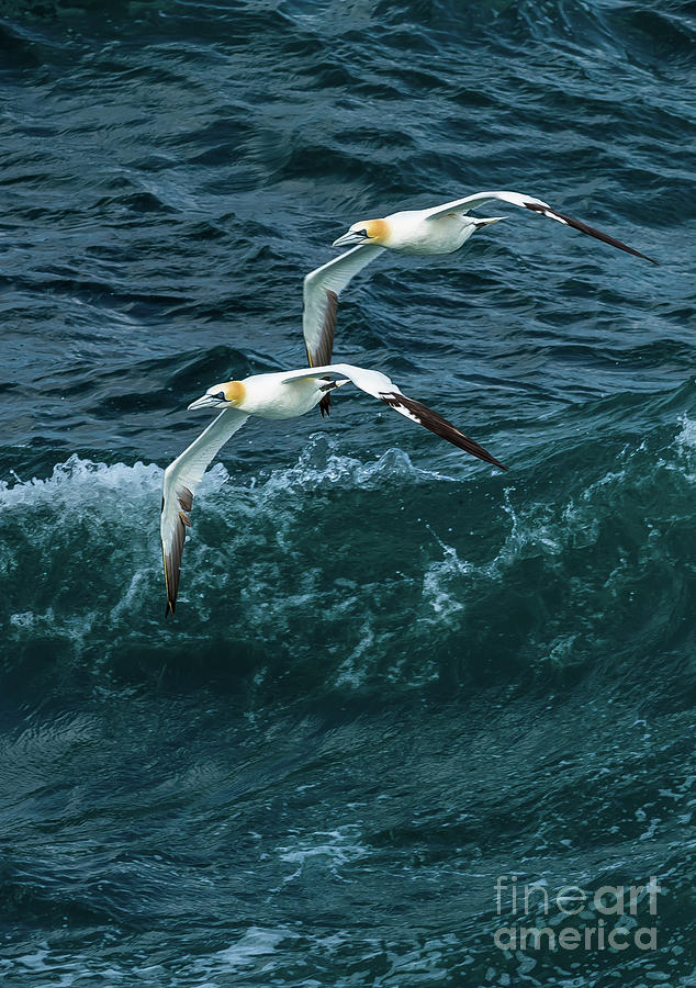 Gannets Over Wild Atlantic  Photograph by Andreas Berthold