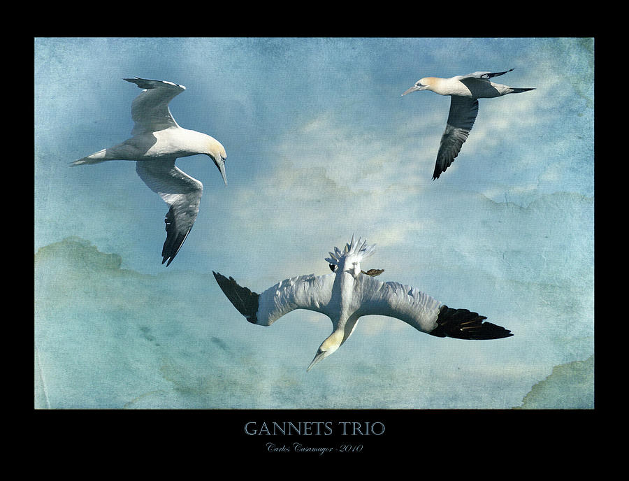 Gannets Trio Painting by Carlos Casamayor