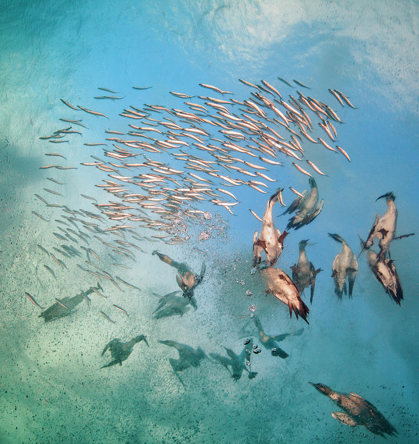 Gannets With Sardines Photograph by Dmitry Miroshnikov
