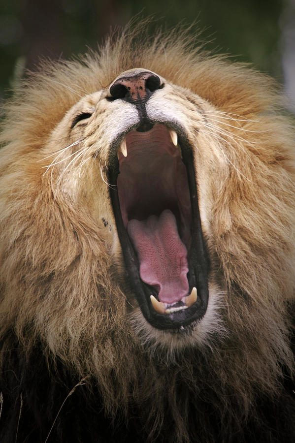 Gaping Lion Photograph by Kjekol