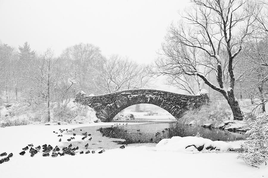 Gapstow Bridge Snowstorm B&w Photograph by Matejphoto