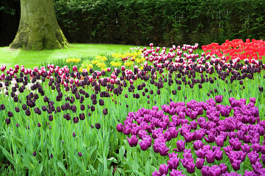Garden & Tulips, Lisse, Netherlands Digital Art by Sandra Raccanello
