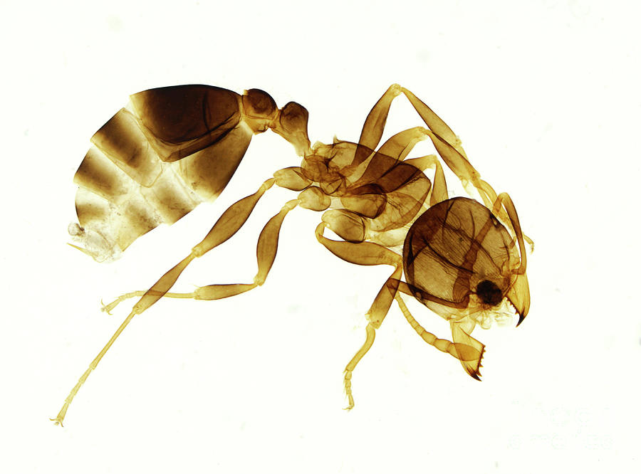 Garden Ant Worker Exoskeleton Photograph by Nigel Downer/science Photo Library