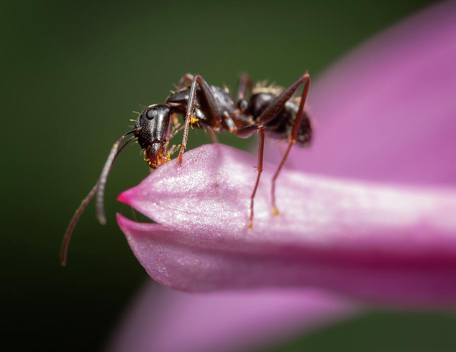 Garden Ant's Life Photograph by Brian Caldwell - Fine Art America