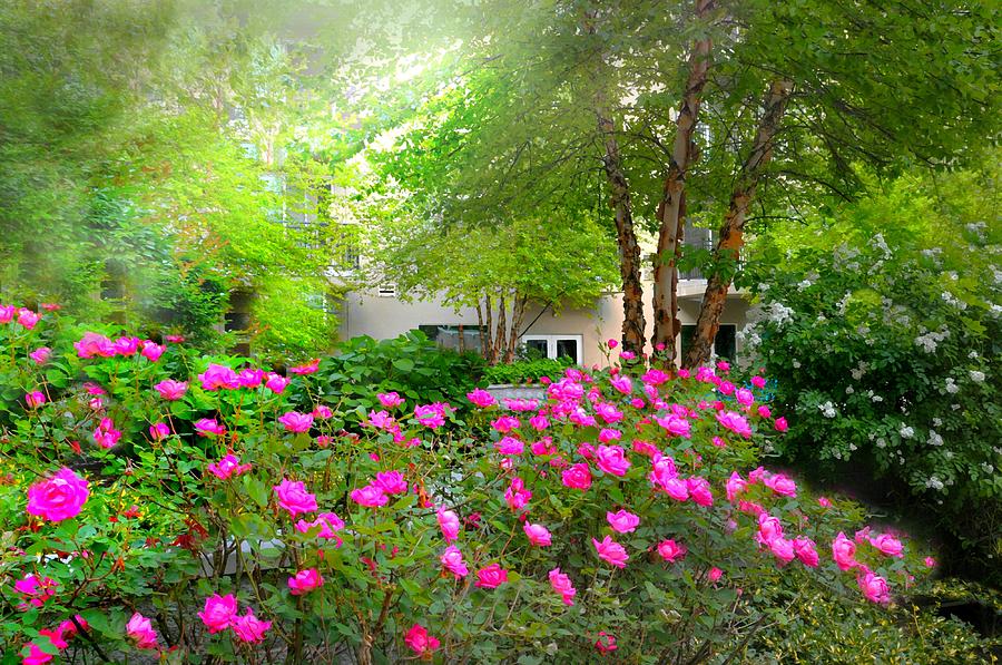 Rose Photograph - Garden Apartment by Diana Angstadt