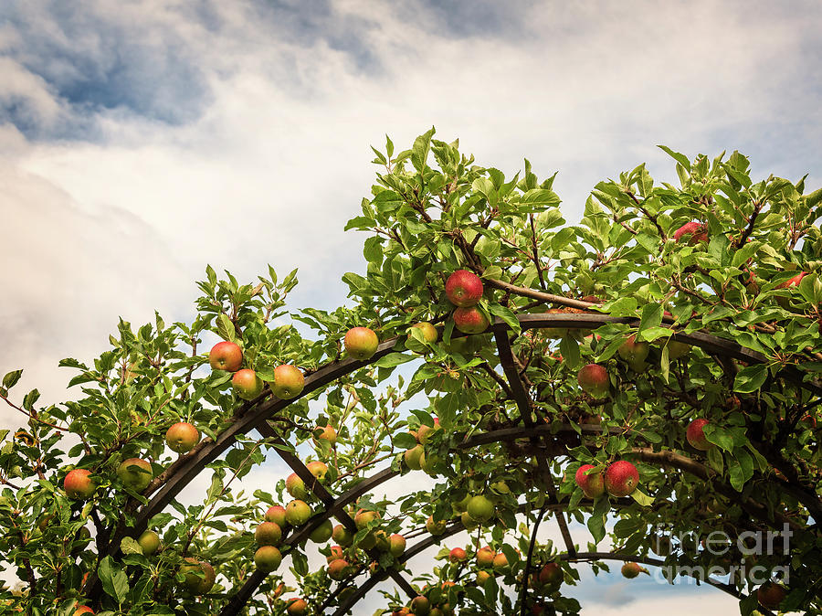 Garden apples Photograph by Sophie McAulay