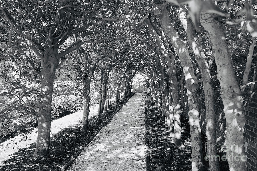 Garden Arbor in Black and White Photograph by Rachel Morrison