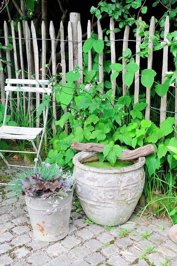 Garden Arrangement Of Miniature Pond In Old Terracotta Pot & Autumn Plants In Zinc Bucket Photograph by Revier 51