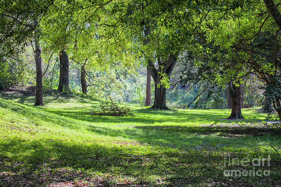 Garden At Sunset Photograph by Felix Lai - Fine Art America