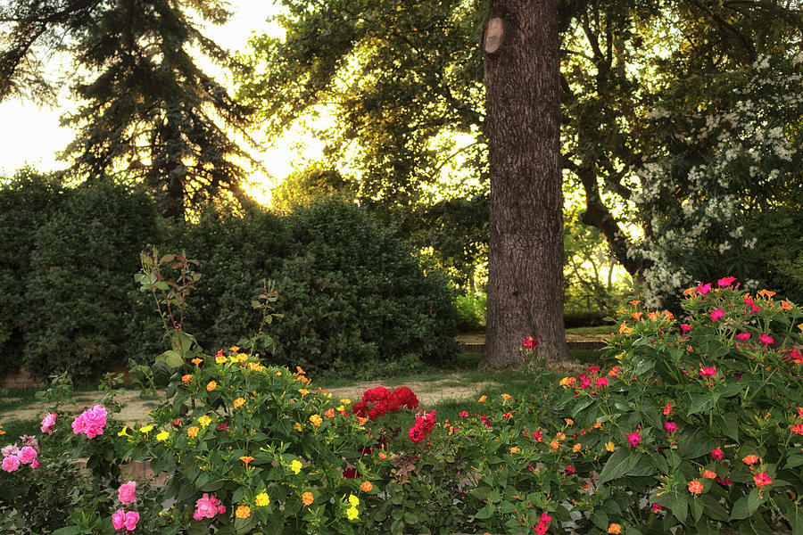 Garden At Sunset Photograph by Vivida Photo PC