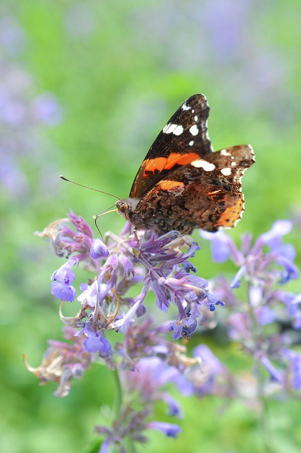 Garden Beauty by Shannon Kelly Garden Beauty by Shannon Kelly