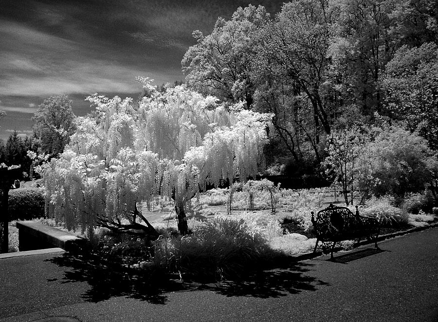 Tree Photograph - Garden Bench in Infrared by Paul W Faust -  Impressions of Light