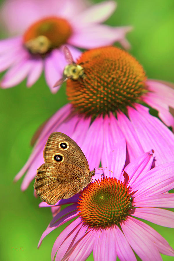 Garden Butterfly Photograph by Christina Rollo