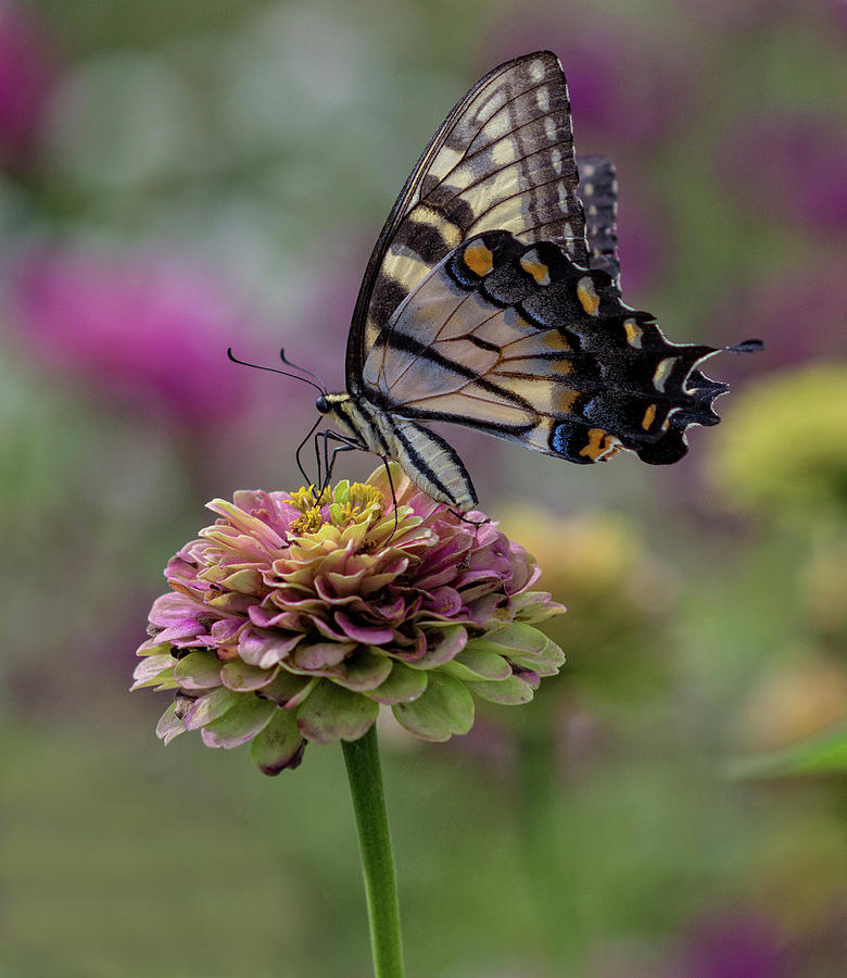 Garden Butterfly Photograph by Robert Pilkington
