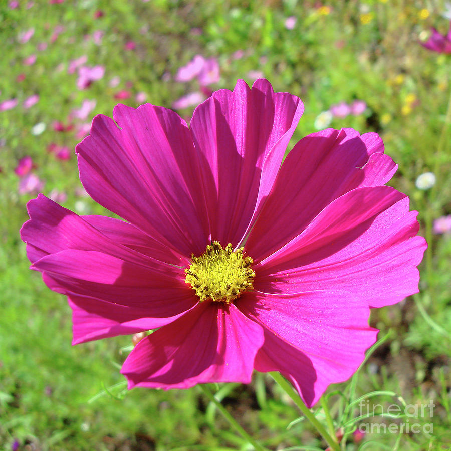 Garden Cosmos 9 Photograph by Amy E Fraser - Fine Art America