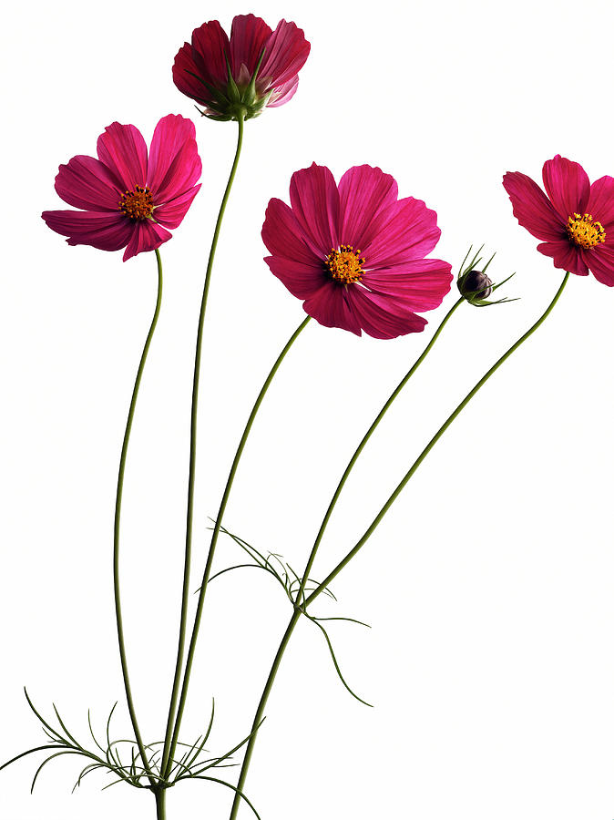 Garden Cosmos, Asters, Blossom, Flowers Photograph by R. Striegl
