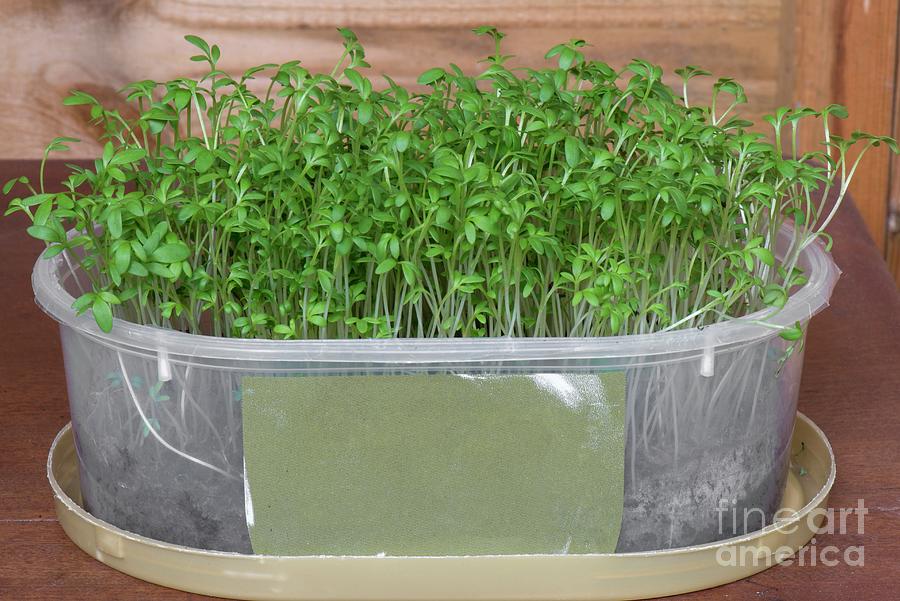 Garden Cress - Sprouting Seeds, Lepidium sativum