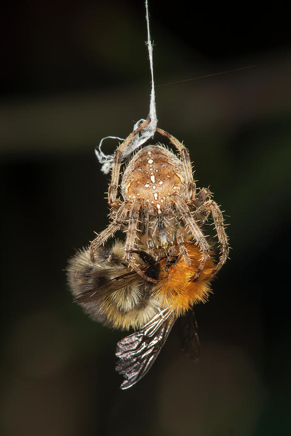 Garden Cross Spider Wrapping Carder Bee Prey In Silk Bristol Uk