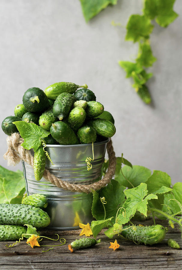 Garden Cucumbers In A Metal Bucket Photograph by Joanna Lewicka