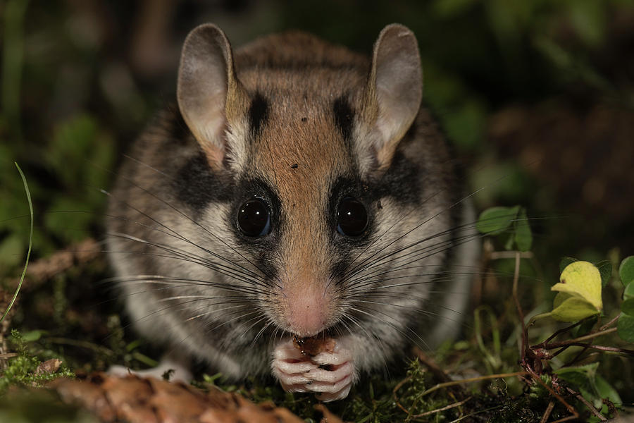 Garden Dormouse Feeding On Mossy Ground Captive Photograph By Kerstin