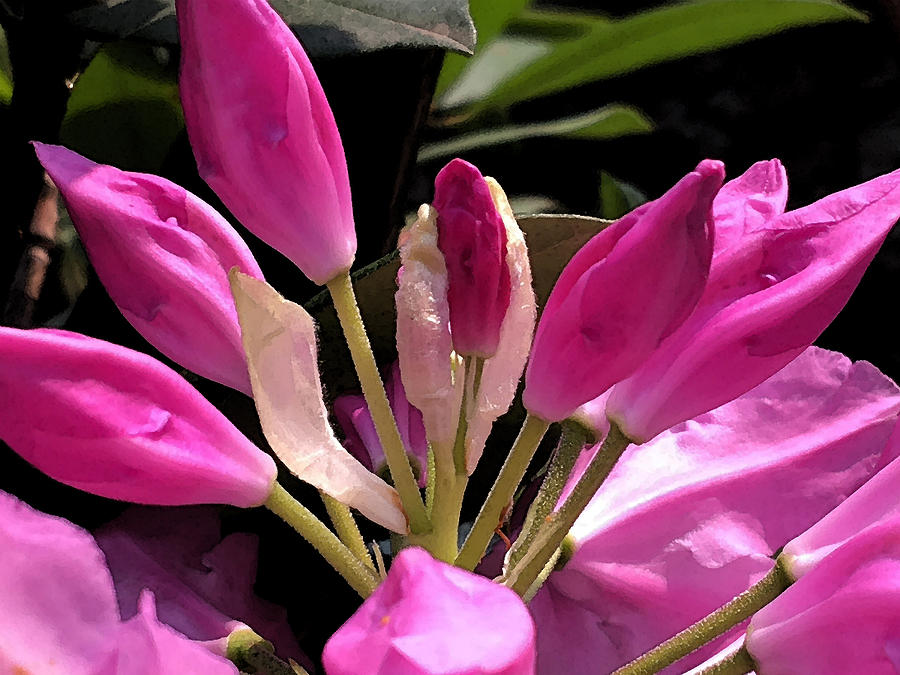 Flower Photograph - Garden Flower III by Lynne Guimond Sabean Flower Photograph - Garden Flower III by Lynne Guimond Sabean