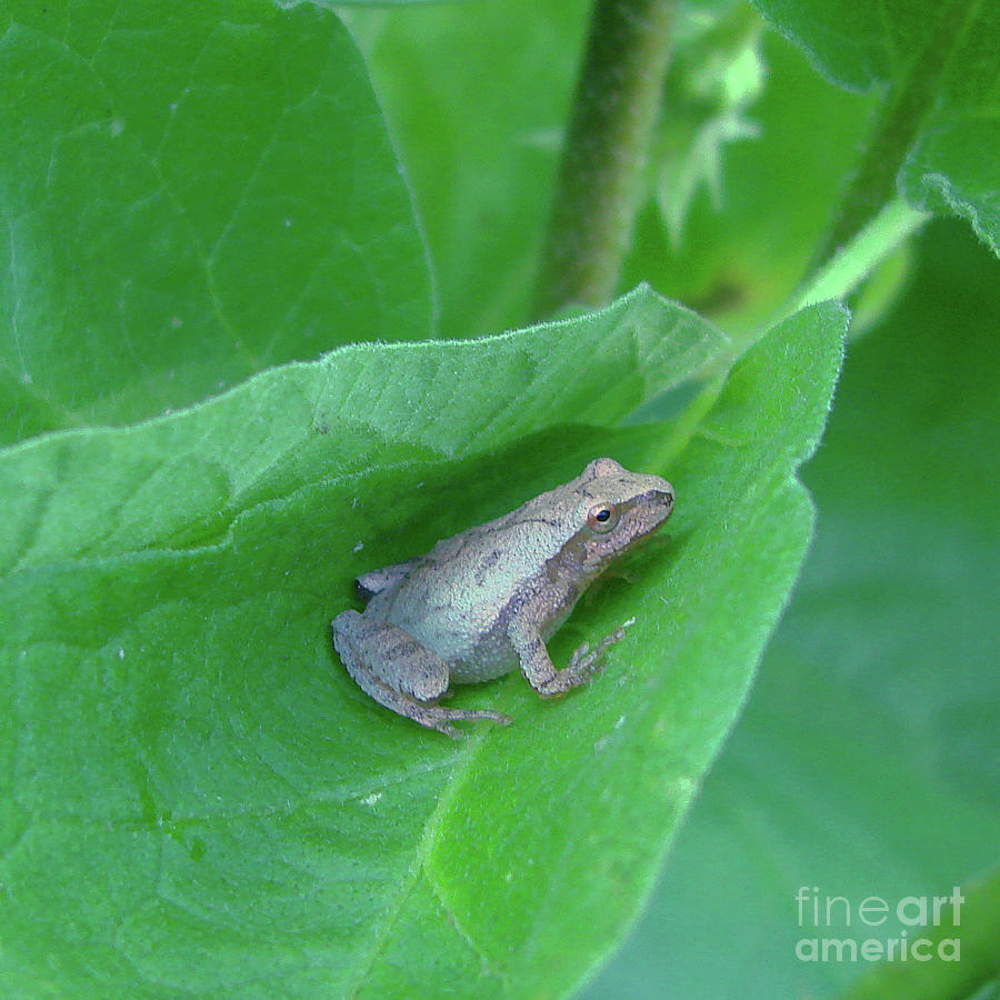Garden Frog 1 Photograph by Amy E Fraser