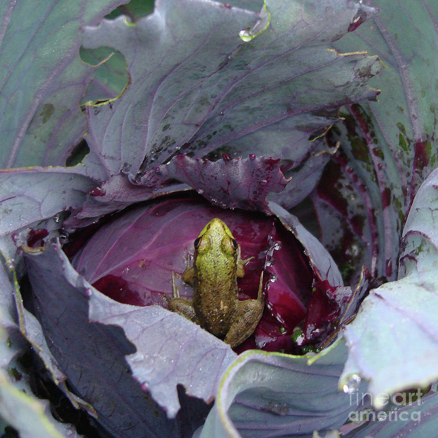 Garden Frog 2 Photograph by Amy E Fraser